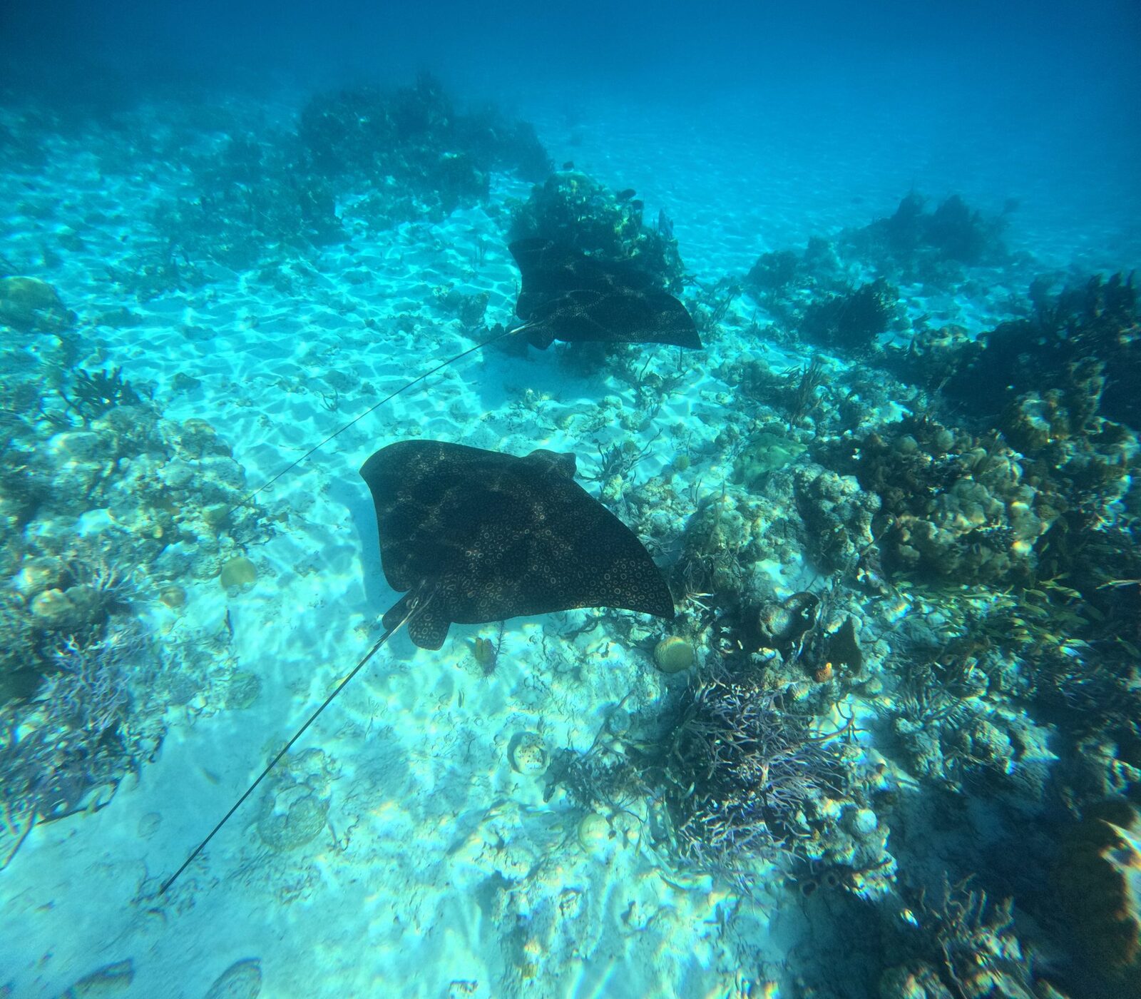 A spotted eagle ray gliding over the reef in peak season