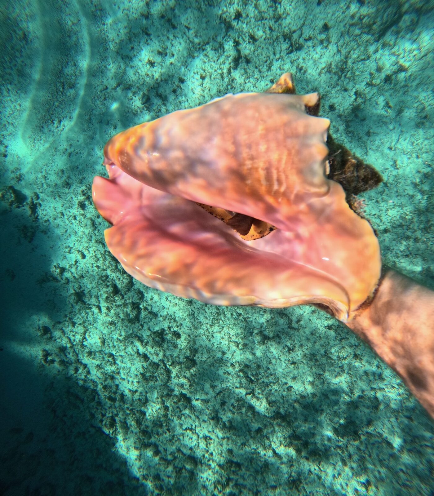 A conch shell in the shallows of the Exumas