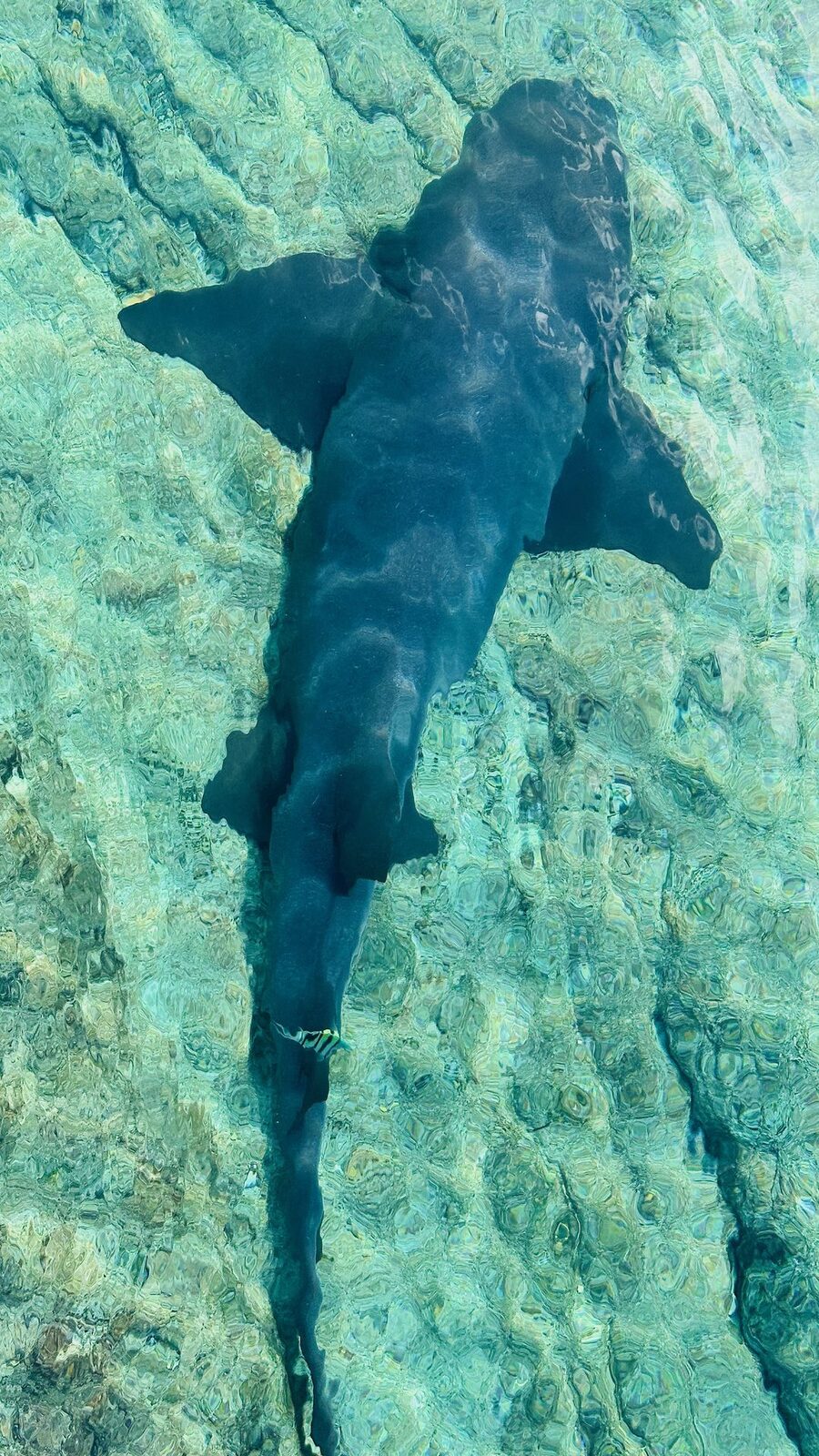 A ray gliding through shallow, clear water in the Exumas