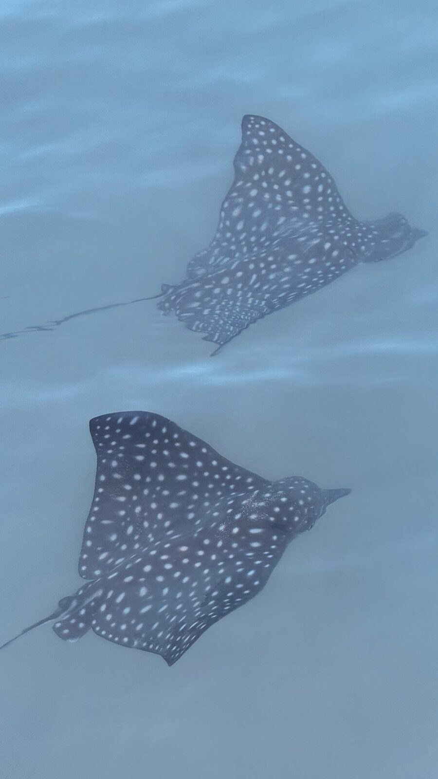 A pair of spotted eagle rays gliding over the reef